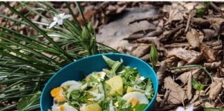 Dandelion salad