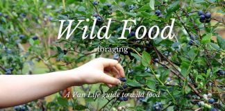 wild food foraging van life