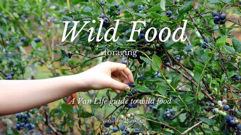 Wild Food Foraging For Van Life Adventures