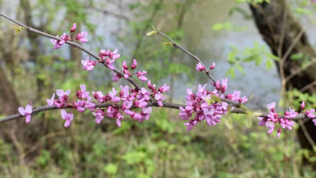 wild food van life redbud