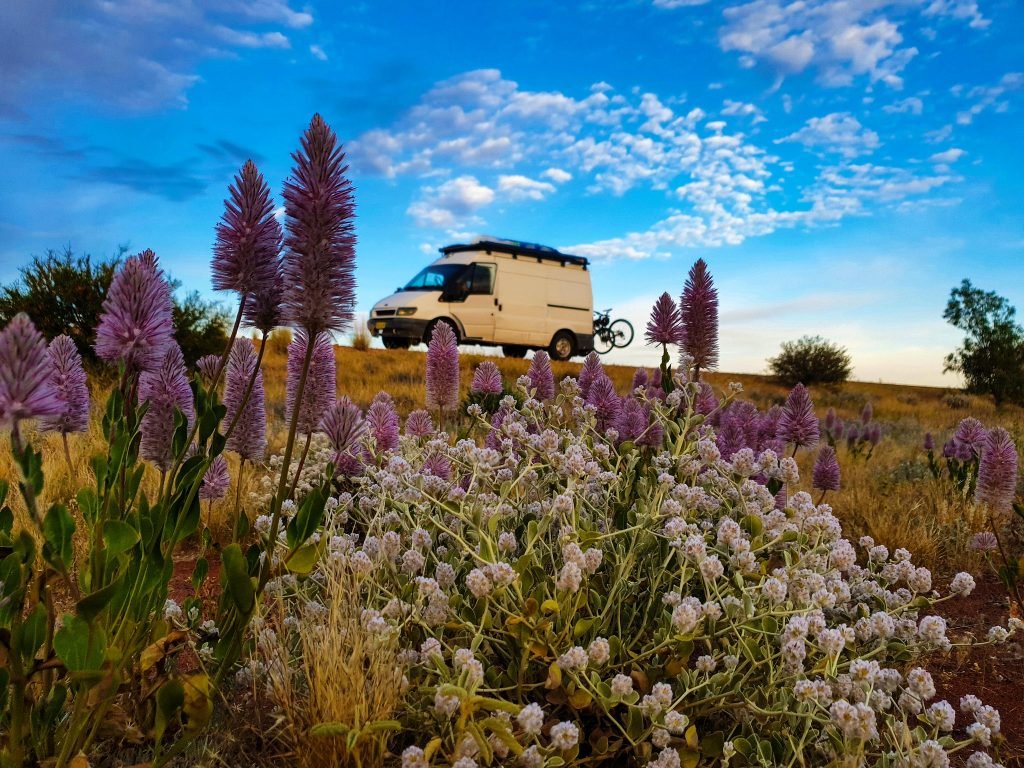 Purple flowers in the foreground with Vinny thr Van parked behind. Blue skies in the background