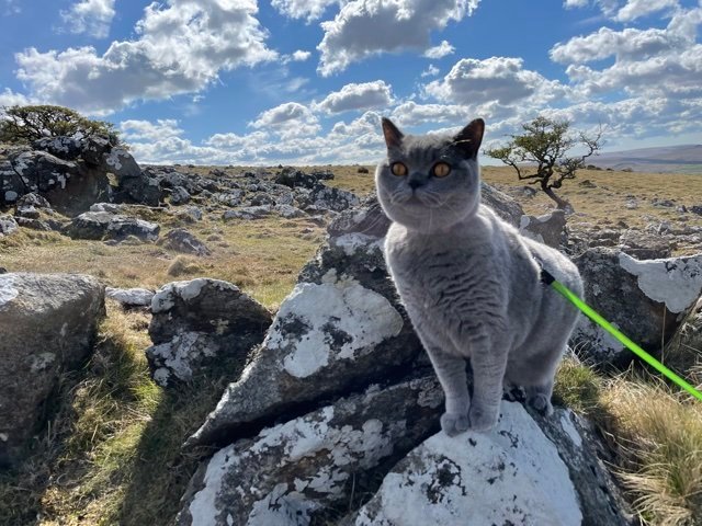 Elsa the motorhome moggy