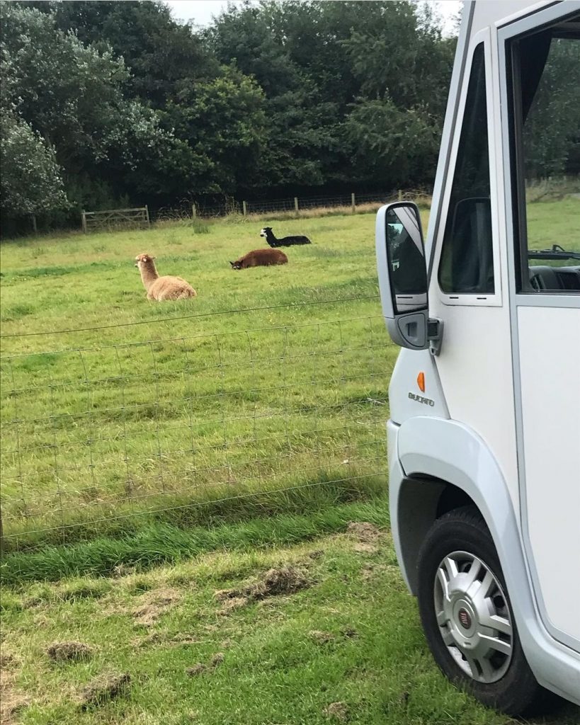 The photo is taken from the side of a white motorhome. 3 alpacas are lying on the ground in a field ahead of the van